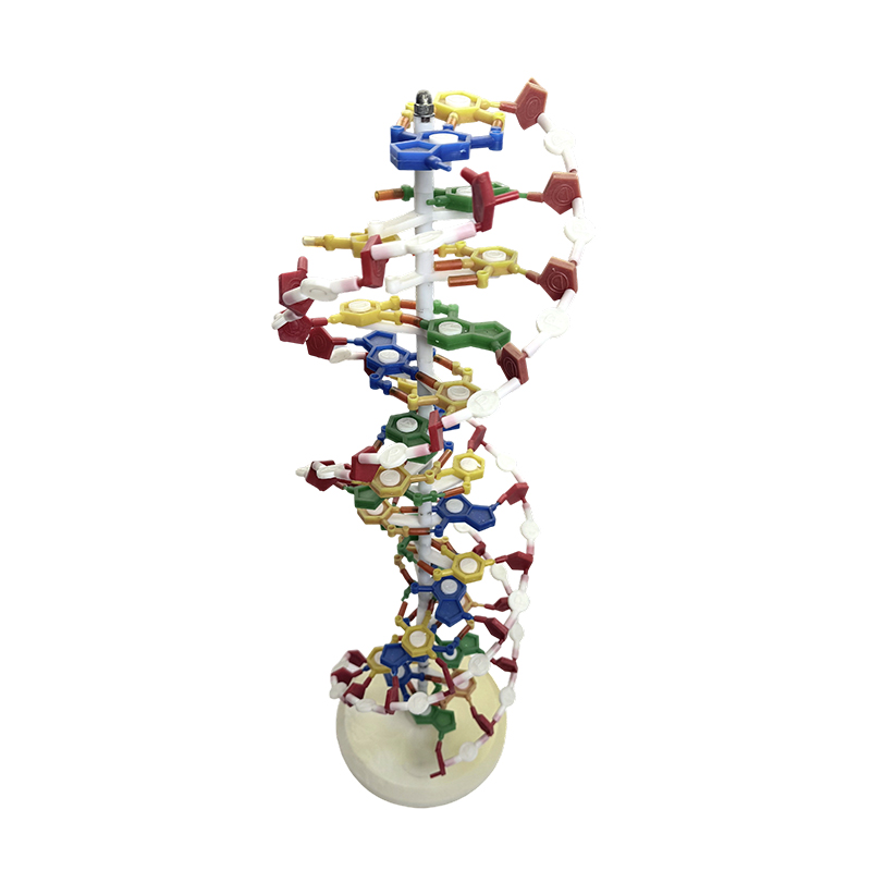 DNA exemplar , DNA duplex helix exemplar, DNA color duplex helix exemplar medicinae