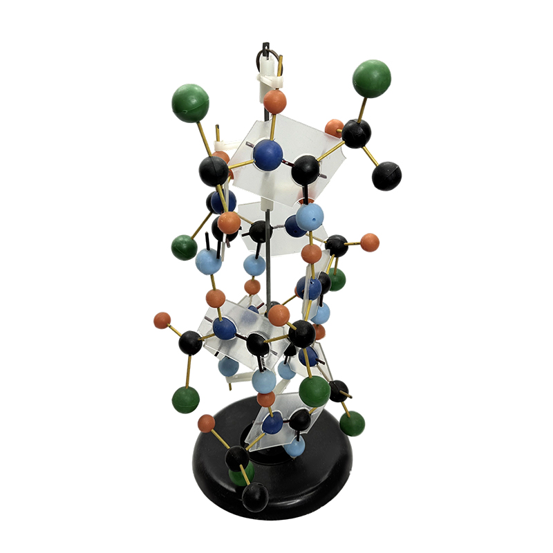 DNA structurae exemplar biologicum exemplar instrumenti educational 