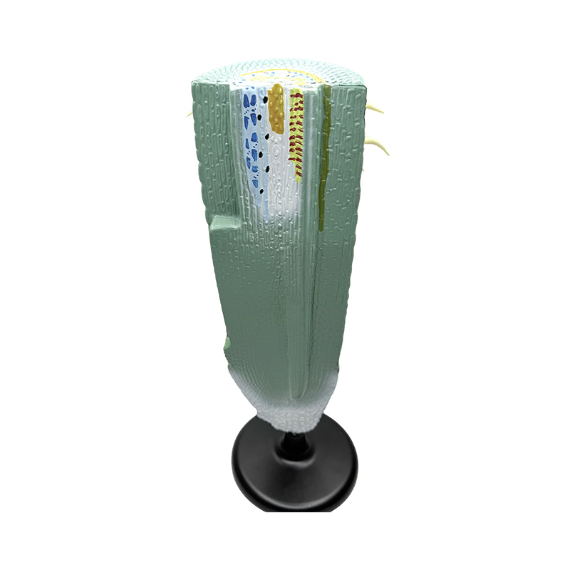 Educational apparatu planta radix longitudinalis cutaway exemplar / anatome exemplar planta radix exemplar