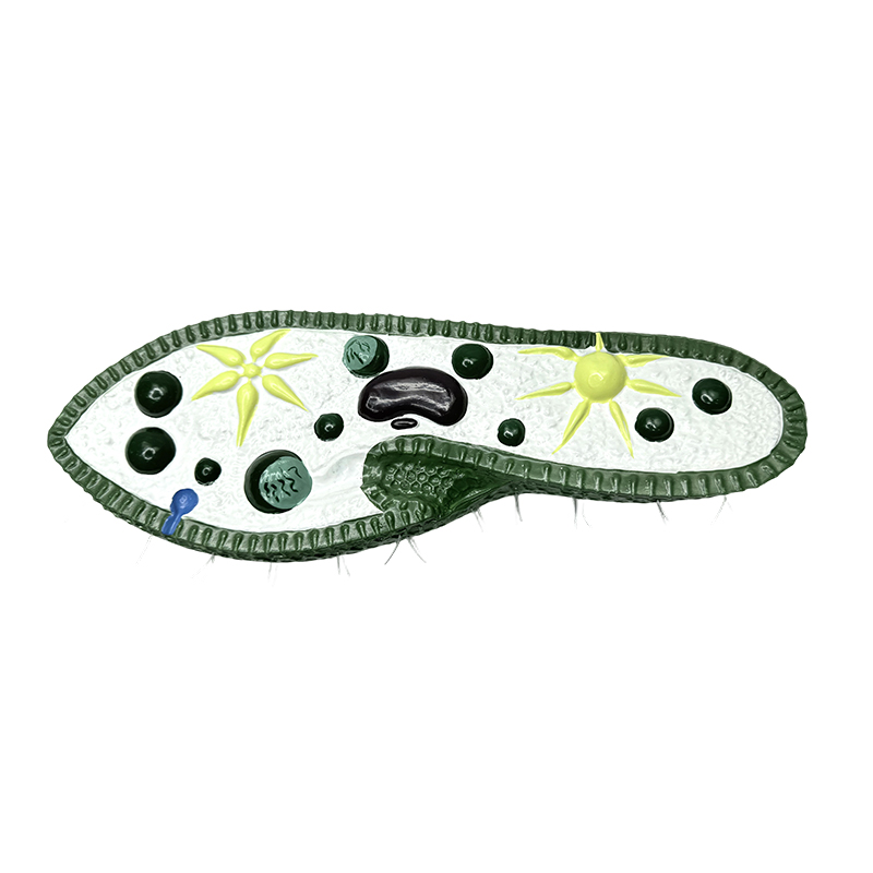 Instrumentum docendi biologiae exemplar, paramecium exemplar