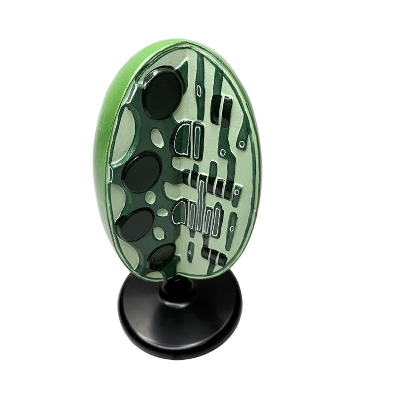 Junior princeps schola biologiae docens exemplar biologiae lab instrument experimentum plantae microstructurae exemplar organelle chloroplastae