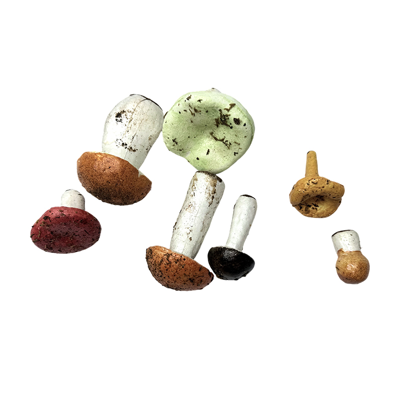 Simulatio fungus ornamentum docet apparatum educational