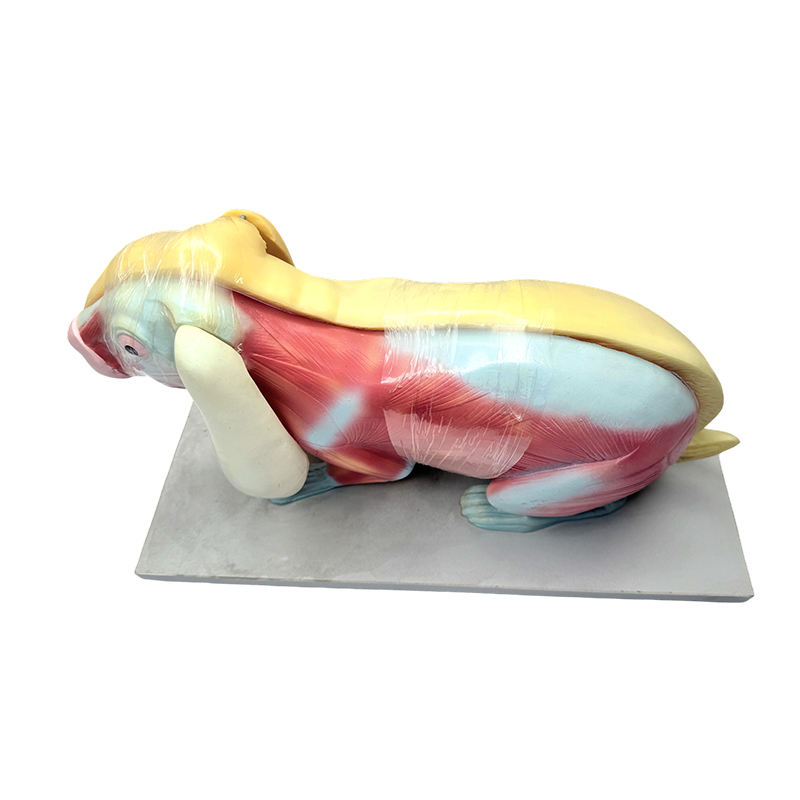 Lepus anatomia exemplar docens biologiae exemplar
