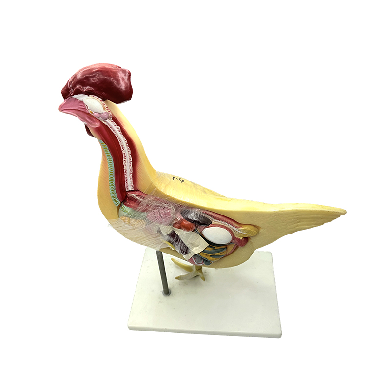 Exemplar gallinae naturalis universitatis medicae scientiae exemplar biologiae tradens exemplar instrumen- tum gallinis anatomiae exemplum docens