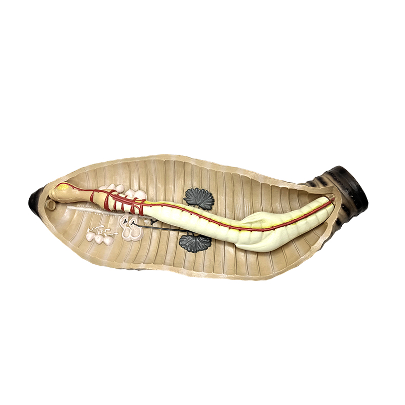 Media et alta schola biologiae instrumenti docendi terebinthinae anatomicae exemplar