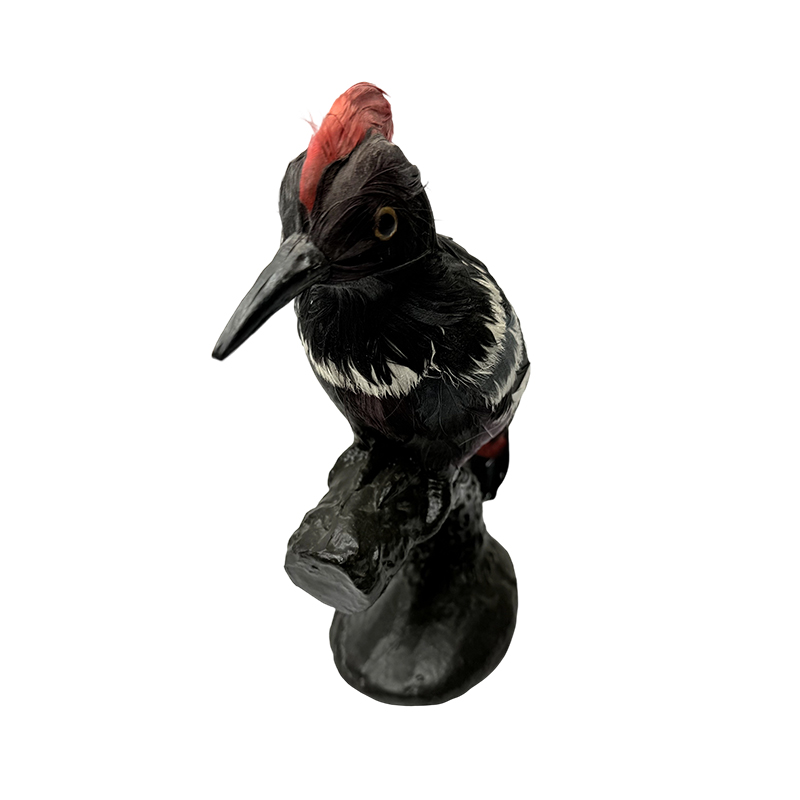 Specimen animalis simulationis exemplar armorum picum educational exemplum