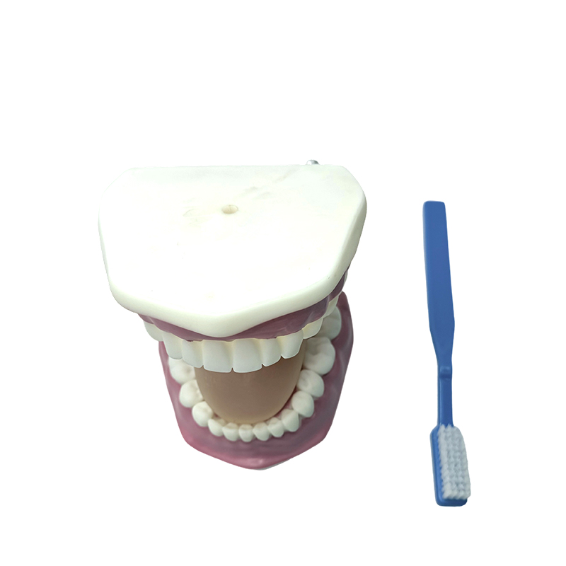 Dens exemplum usus est ad demonstrandum natorum usum toothbrushes percute dentes
