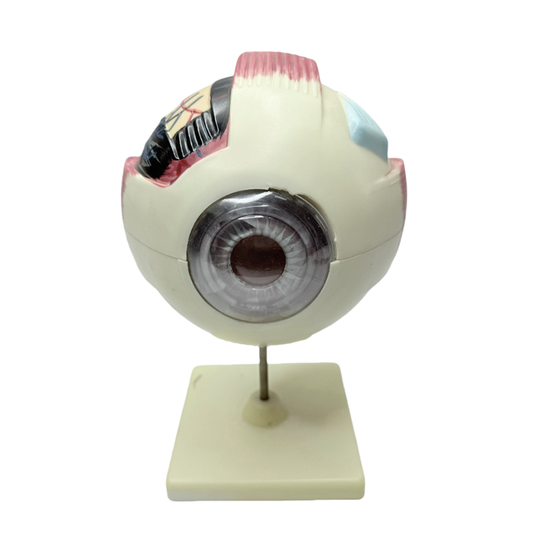 Exemplar oculi anatomiae exemplar oculi medici instrumentum 6x anatomia oculi magnifaciendi exemplar