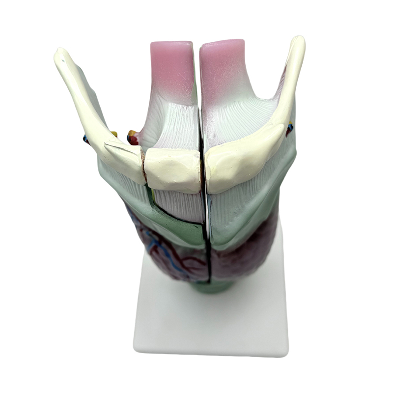 Exemplar anatomicum medical schola et nosocomium docendi laryngeum exemplar anatomicum