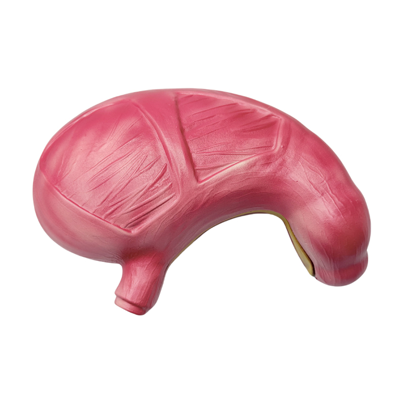 Medica anatomica organa digestiva hominis ventriculi exemplar anatomicum