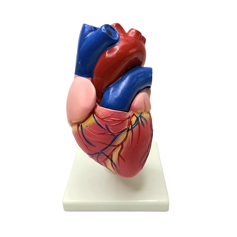 Anatomia corporis humani organa naturalia magnitudine cordis structuram exemplar