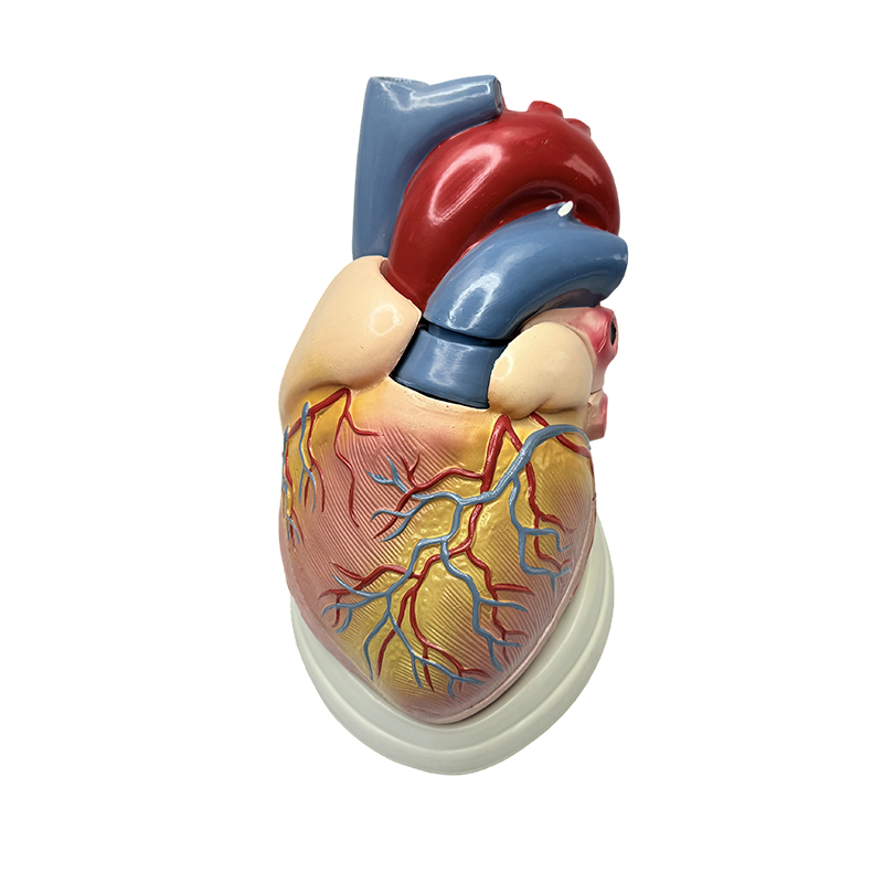 Medicinae scientia doctrina 3X anatomia exemplar cordis humani exemplar