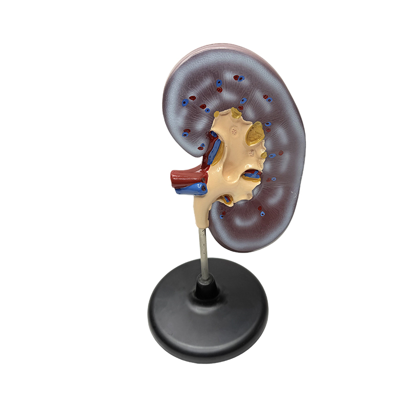 Humanum renibus exemplar anatomicum educational