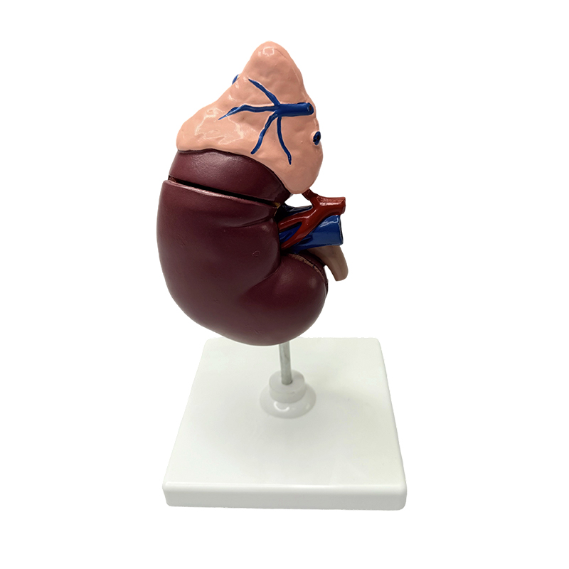 Exempla renum et adrenum anatomicum corporis humani exemplar doctrinae medicae anatomicae