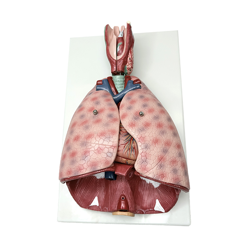Exemplar pulmonis anatomia cum larynge (7 parts) exemplar doctrinae humanae medicae exemplar anatomicum humanum