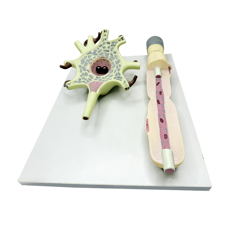 Medicinae scientia anatomica humana neuronis exemplar ad docendum amplificatum