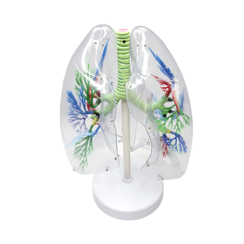 Exemplar pulmonis humanum dilatatum exemplar pulmonis pulmonis segmenti anatomici organorum respiratorii humani generis exempla anatomica pellucentia