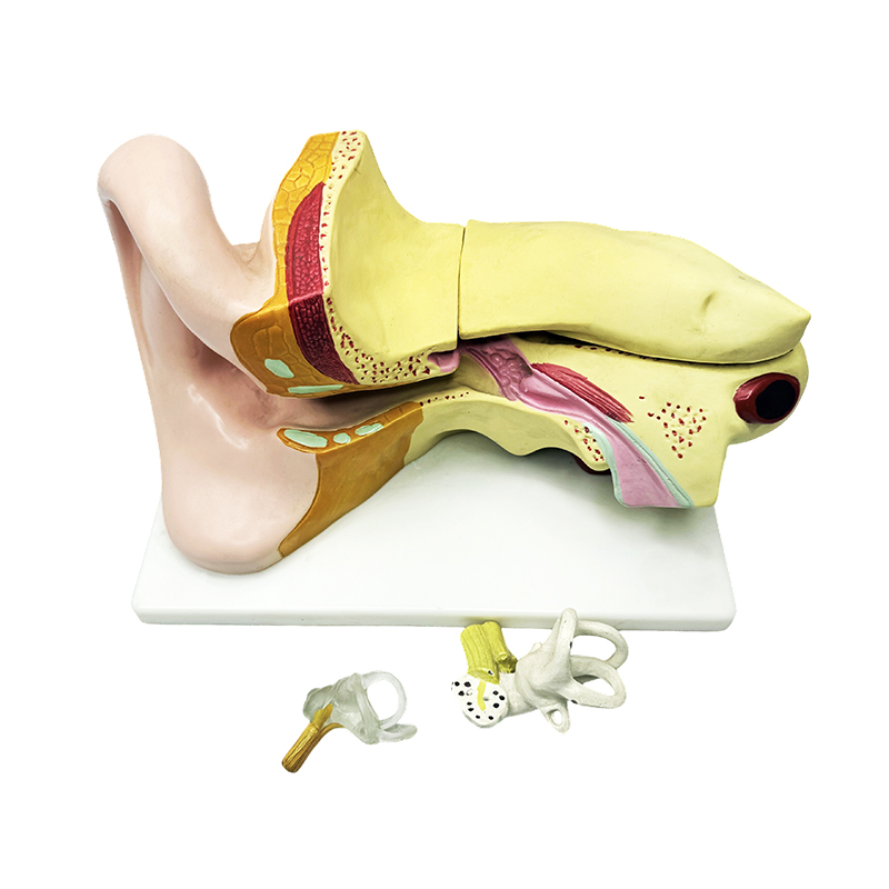 Auris anatomia exemplar auris anatomia exemplar auris anatomia