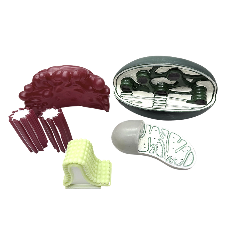 Exemplar organelle structurae e pvc docendae biologiae mediae et altae scholae Integer