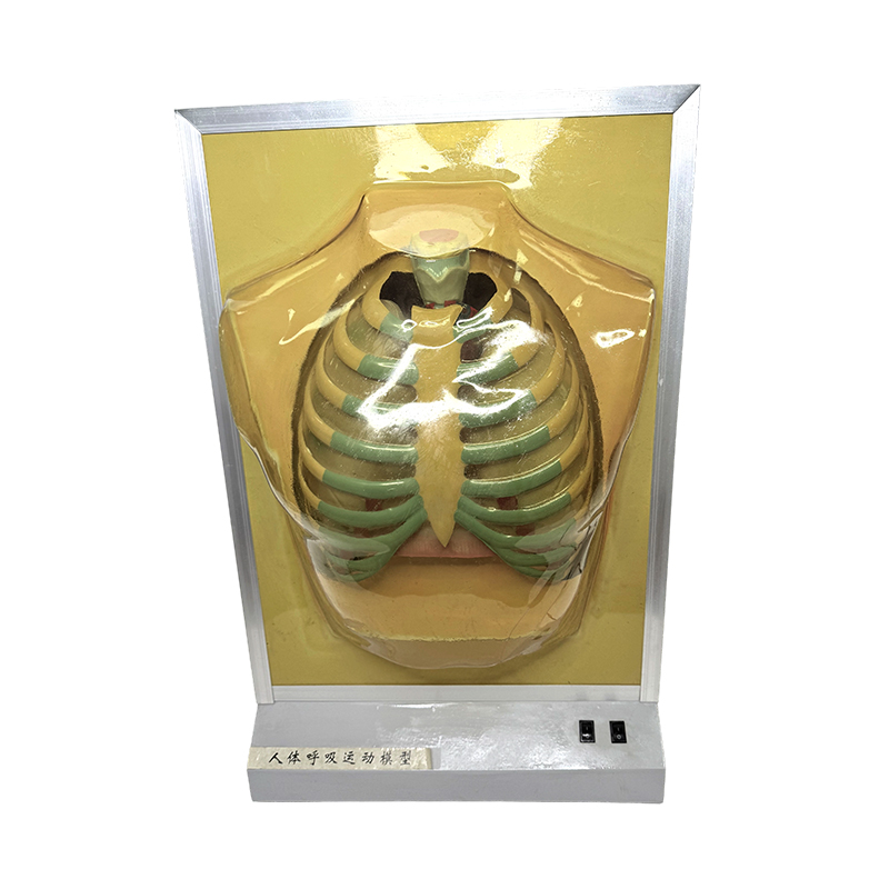 Exemplar instrumenti organi humani organi humani exemplar pulmonis anatomiae forma medicae doctrinae subsidia motus respiratorii simulator
