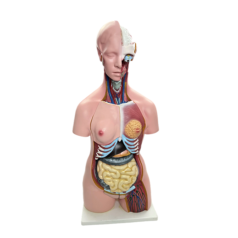 Demonstratio generis humani corporis, exemplar abdominis simulatio organorum humanorum, 85cm doctrina medica anatomica