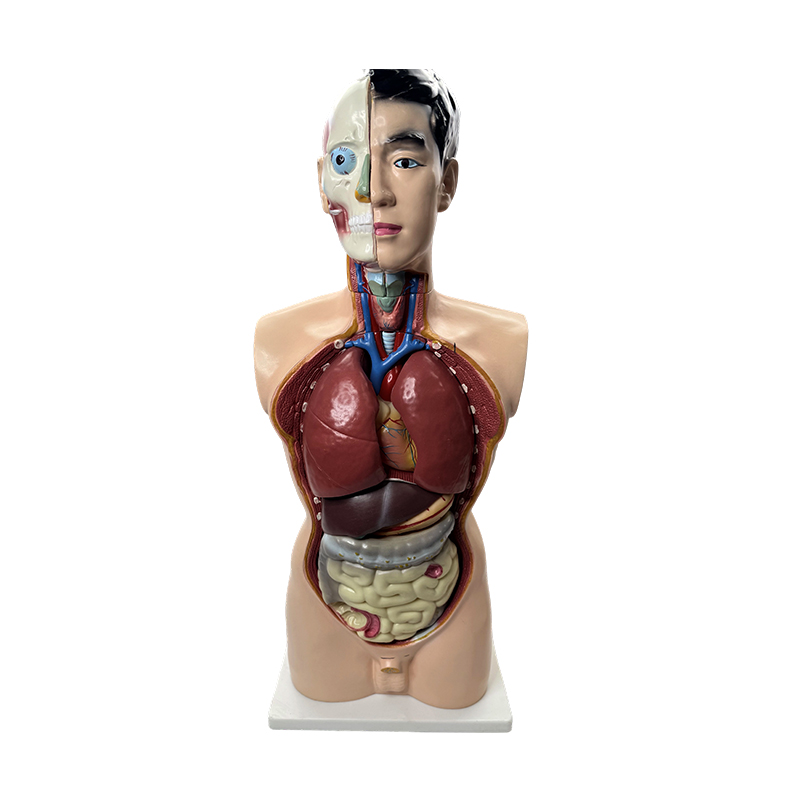 Exemplar anatomiae medicae 85cm abdominis masculini