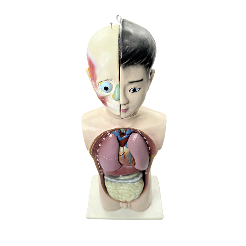 Adolescens dimidii corporis bustum humanum 65cm exemplar abdominis biologiae medicae anatomicae