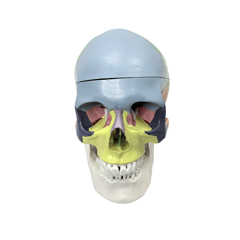 Exemplar cranium humanum varia, magnitudo cranii exemplar vitae anatomiae