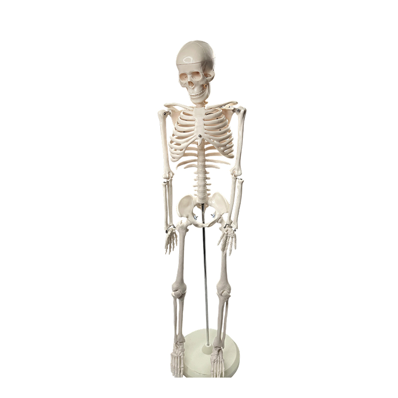 Exemplar humanum osseum 85cm
