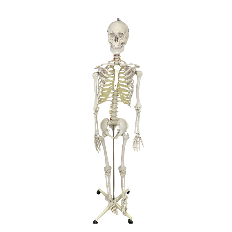 Exemplar humanum osseum 170cm