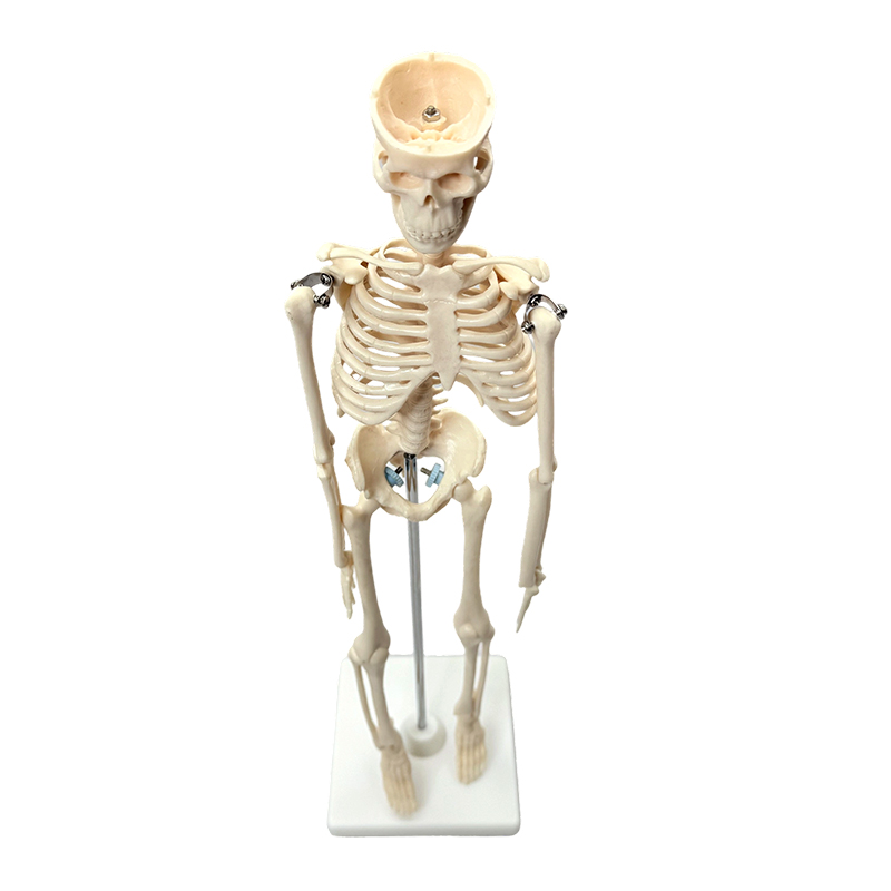 Exemplar humanum osseum 42cm