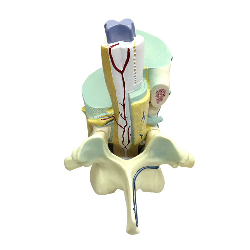 Exemplar doctrinae biomedicae spinalis et exempla partialis vertebralis