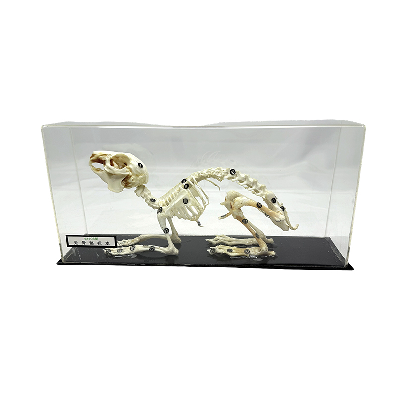 Lepus osseus specimen scholae doctrinae apparatu usus est