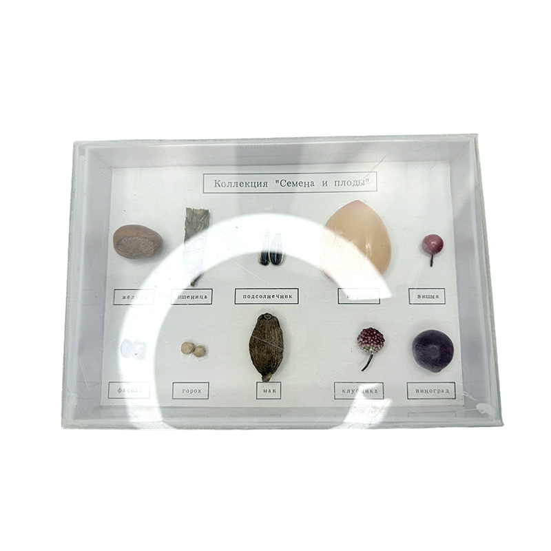 Specimen plantarum et seminum schola lab classium specimina doctrinarum subsidia discendi