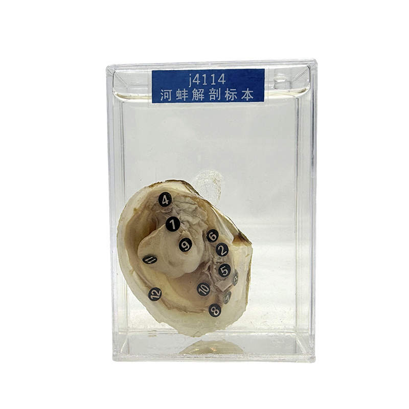 Specimina animalis pellucida, specimina conchilia marina et specimina conchae