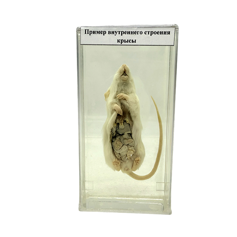 Specimen anatomicum Rat