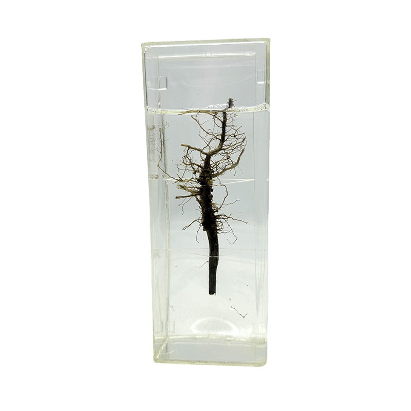 Color conservatus specimina plantarum rararum