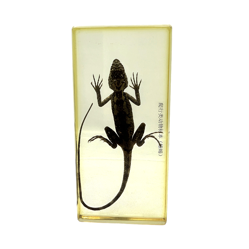 Lacertae specimen