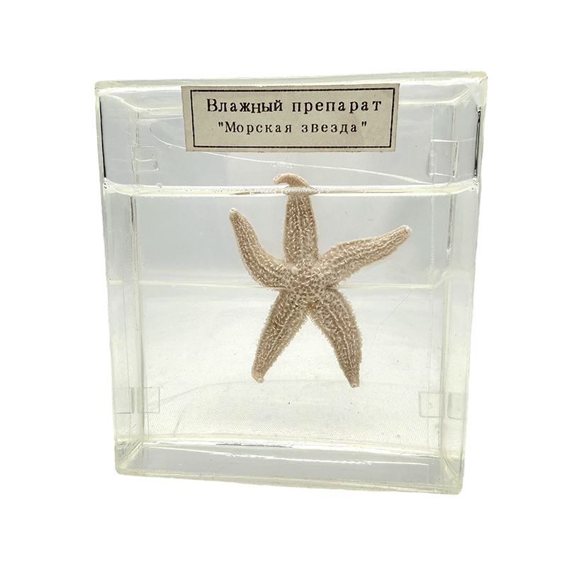 Stella maris speciminis biologici