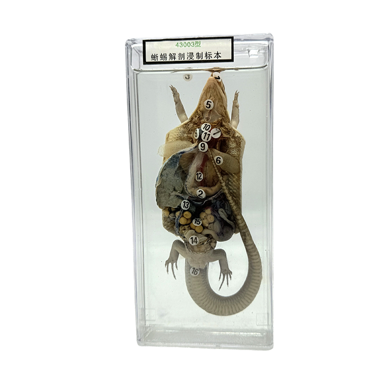 Specimina anatomica animalis in schola docendi, specimina anatomica lacerta
