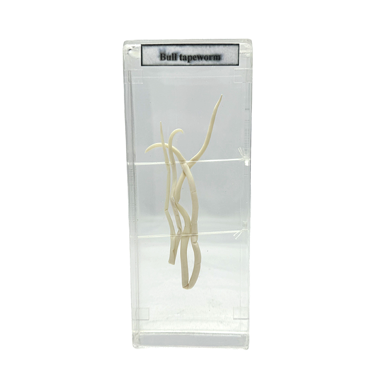 Ascaris vermis specimina / specimina biologica