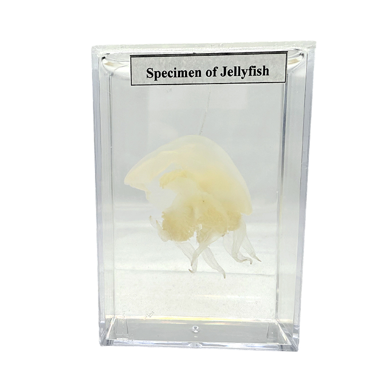 Specimina docendi adhibentur ad experimentalem inquisitionem in speciminibus animalis et jellyfish