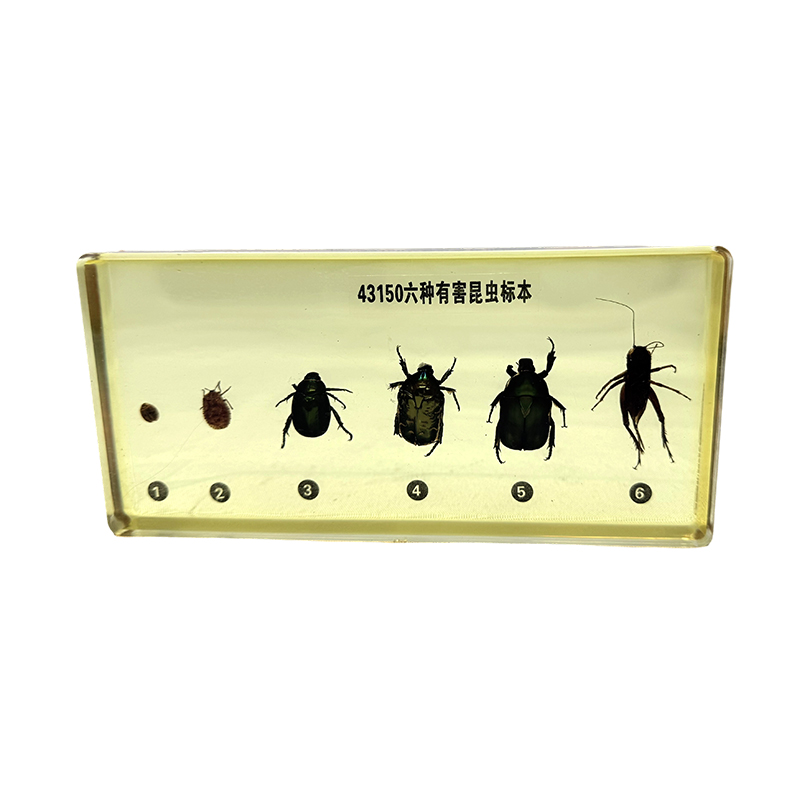 Specimina insectorum (pestes) pro schola educationis adhibita
