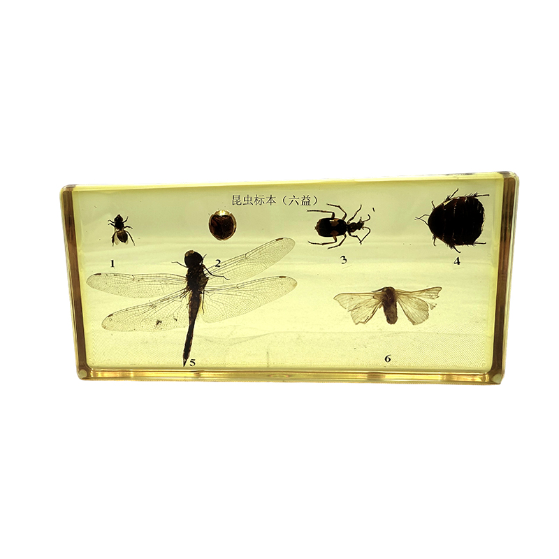 Specimina insectorum (insectorum utilissima) scholae educationis usus