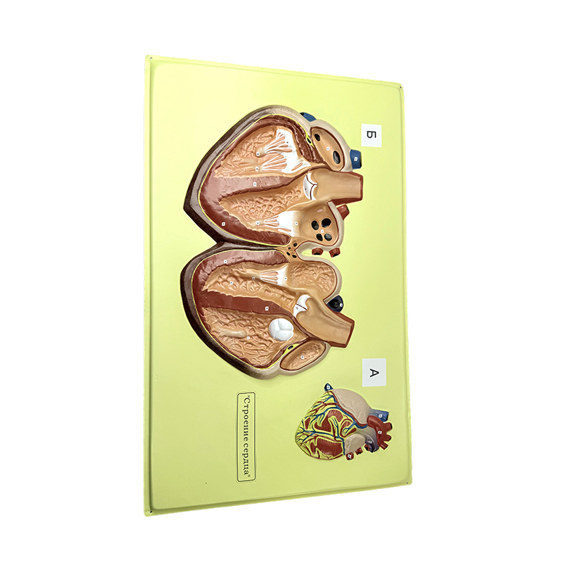 Relevium exemplar cordis humani