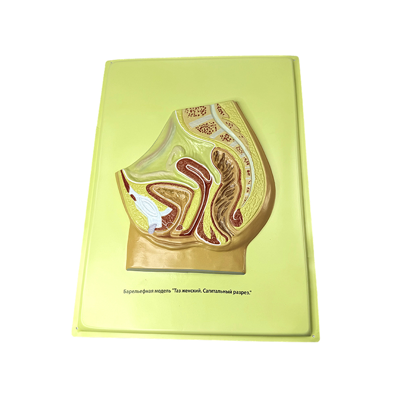 Relevium exemplar feminae pelvis