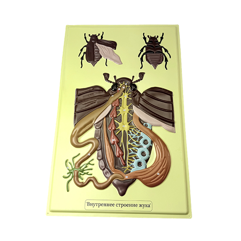 Relevium exemplar beetle