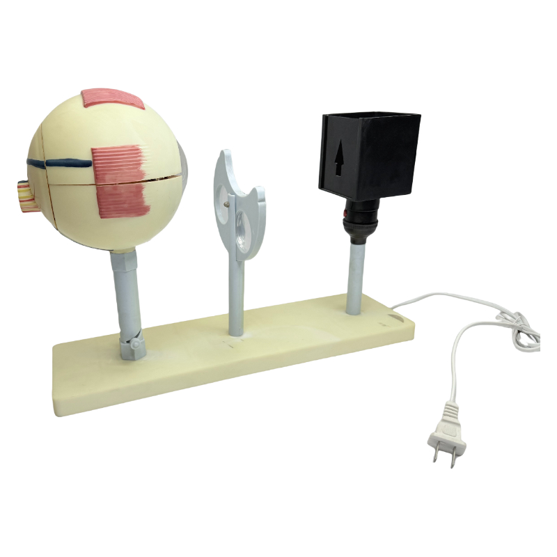 Oculi humani ophthalmoscopi instrumenti docentis exemplar demonstratoris oculi imaginandi principium exemplum oculi humani docentes